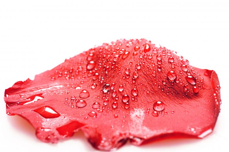 Free stock image of Red rose petal with dew created by 2happy