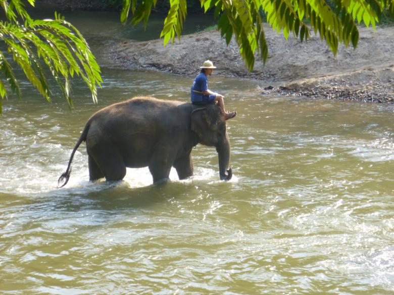 Free stock image of Elephant Ride created by Yossi Shoshani