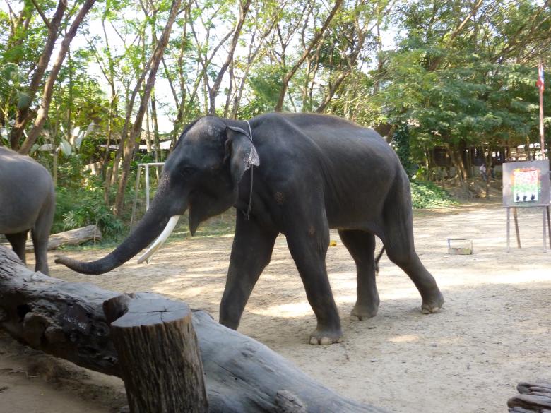 Free stock image of Wild Elephant created by Yossi Shoshani