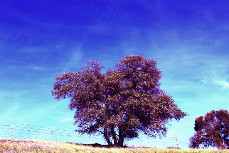 Free stock image of Lone tree created by dana richardson