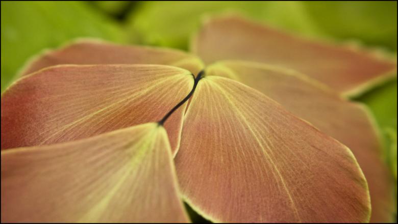 Free stock image of Exotic plant leaves created by Mili Vigerova