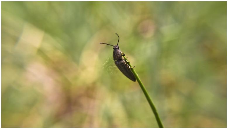 Free stock image of Bug on grass created by Mili Vigerova