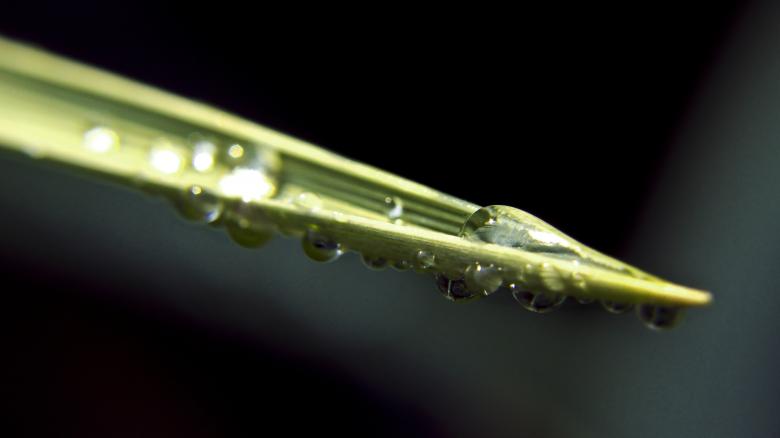 Free stock image of Green grass leaf with water drops created by Mili Vigerova