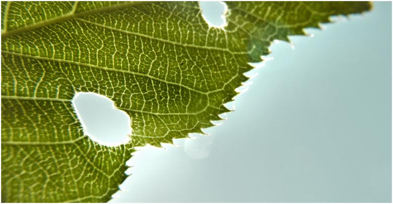 Free stock image of Grean leaf structure created by Mili Vigerova