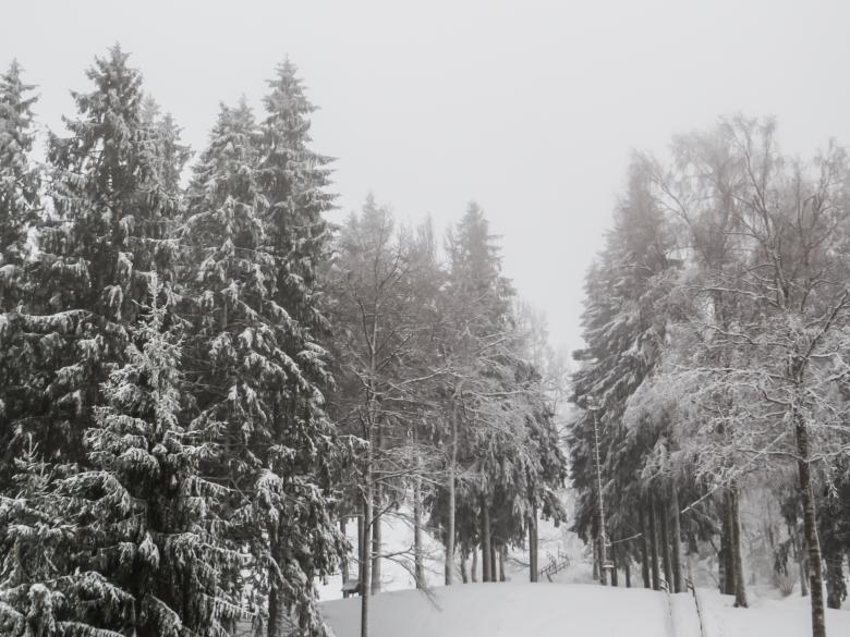 Free stock image of A beautiful winter in woods created by Janis Urtans