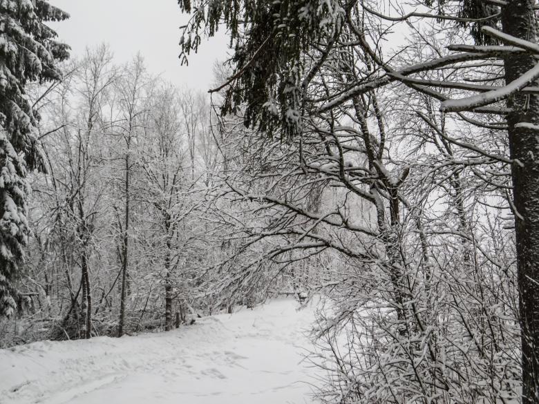 Free stock image of A beautiful winter in woods created by Janis Urtans