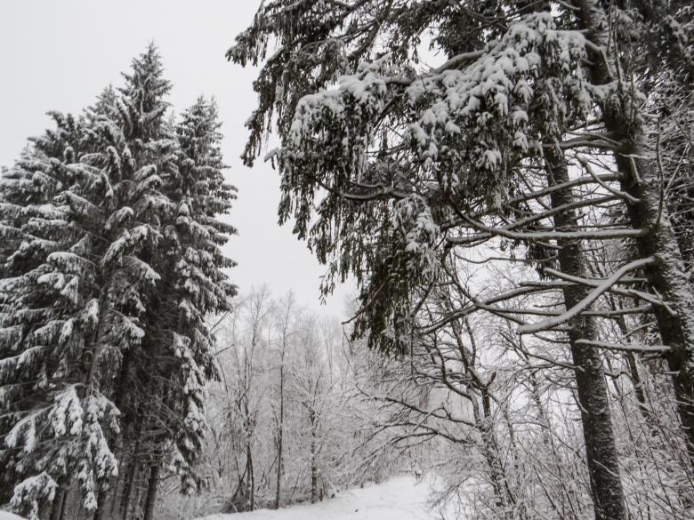 Free stock image of A beautiful winter in woods created by Janis Urtans