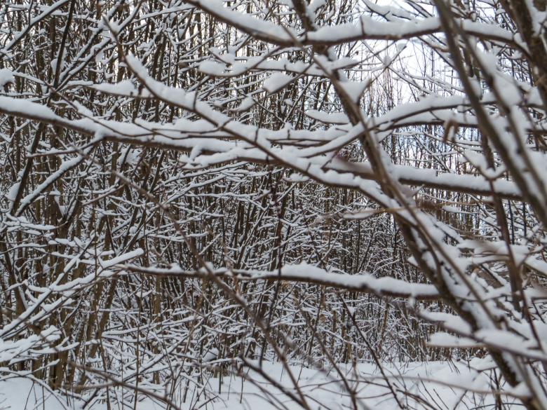 Free stock image of Just some branches cover with snow created by Janis Urtans