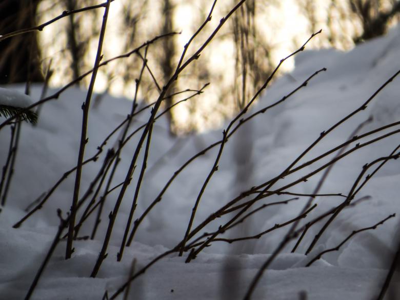 Free stock image of Some snowy plants created by Janis Urtans