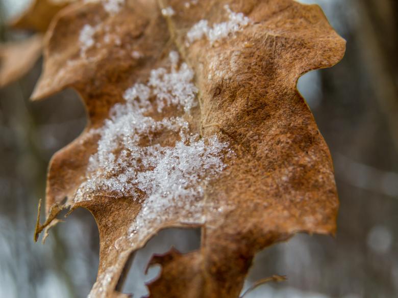 Free stock image of Oak leaf macro  created by Janis Urtans
