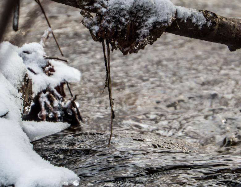 Free stock image of Alley of spring flowing under the brach created by Janis Urtans