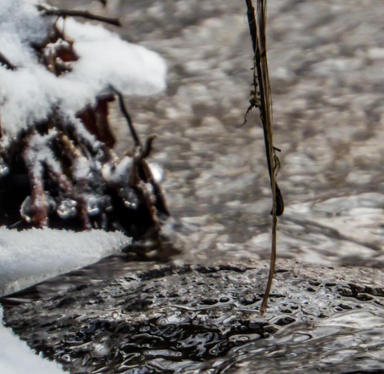 Free stock image of Alley of spring flowing under the brach created by Janis Urtans