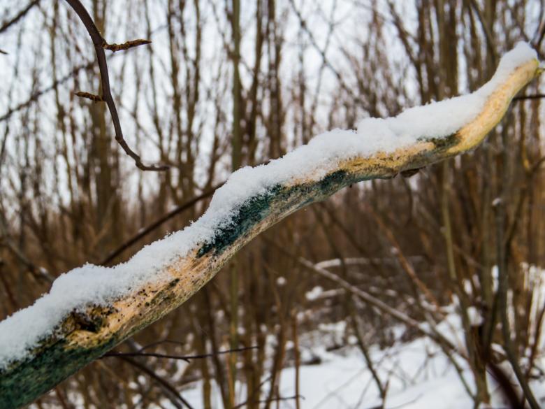 Free stock image of An old branch which looks like a snake  created by Janis Urtans