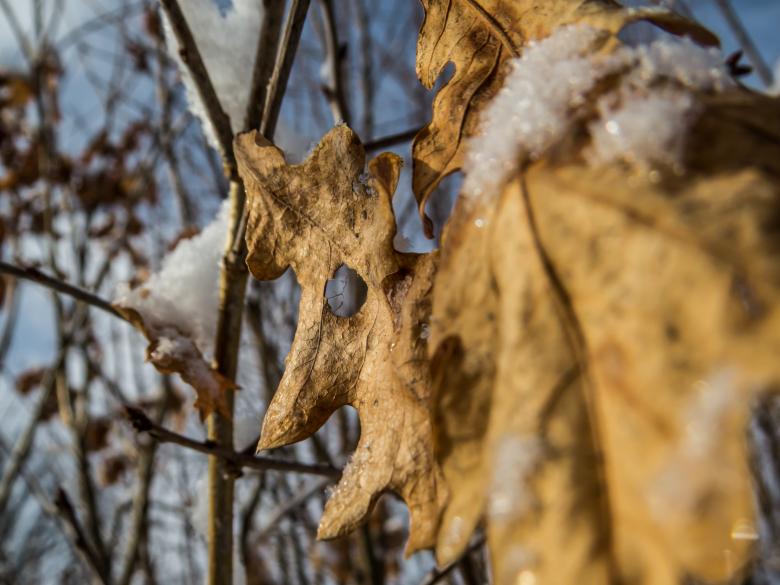 Free stock image of Last year oak leaves created by Janis Urtans