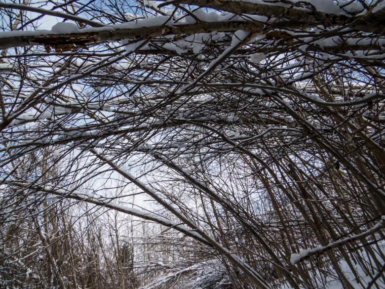 Free stock image of Branches alley  created by Janis Urtans