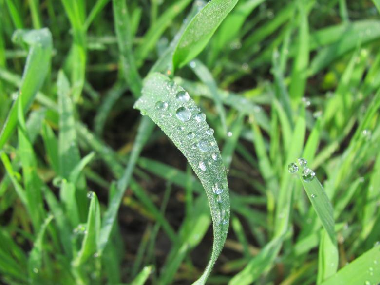 Free stock image of Rain drops on grass created by Boris Kyurkchiev