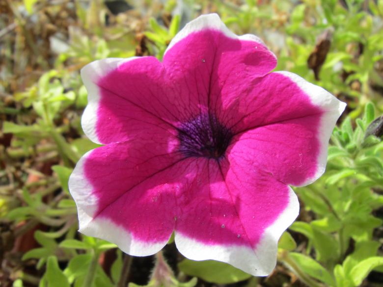 Free stock image of Purple spring flower created by Boris Kyurkchiev