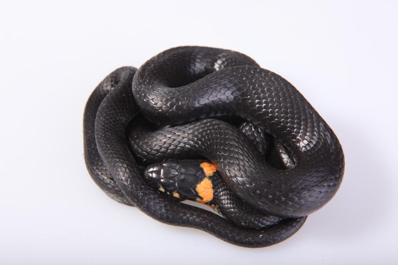 Free stock image of Snake created by 2happy