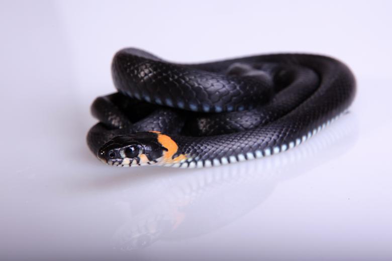 Free stock image of Snake created by 2happy