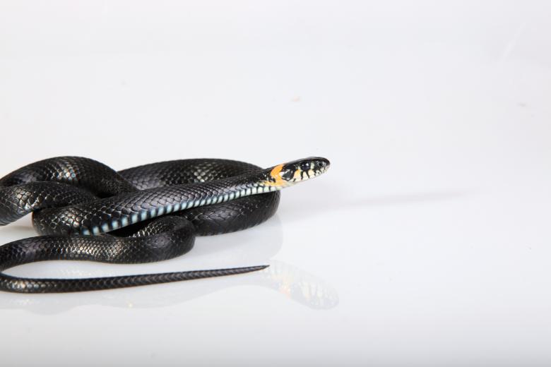 Free stock image of Snake created by 2happy