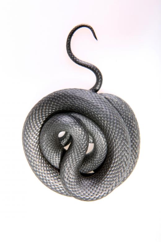 Free stock image of Snake created by 2happy