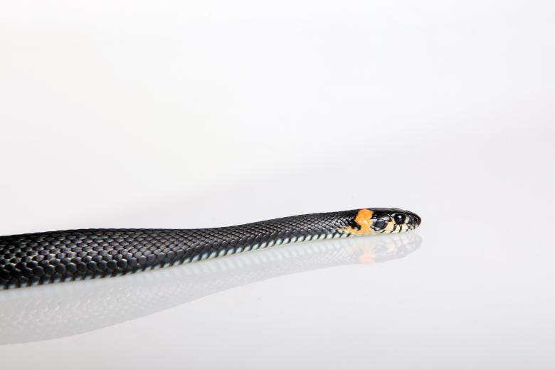 Free stock image of Snake created by 2happy