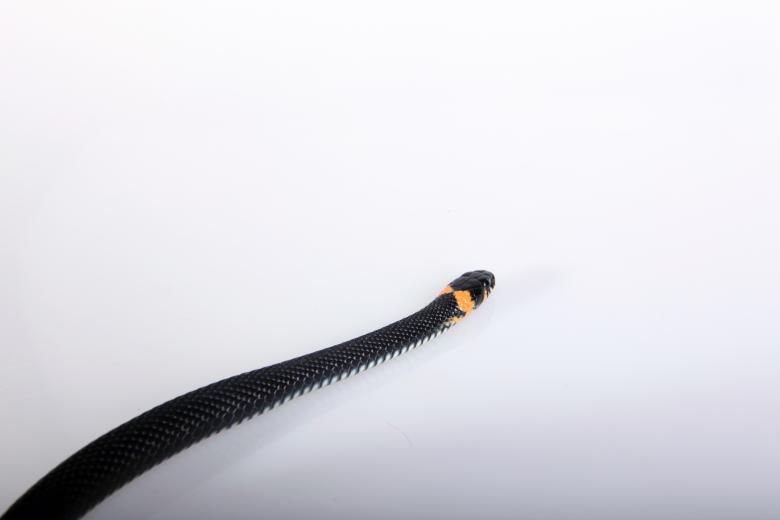 Free stock image of Snake created by 2happy