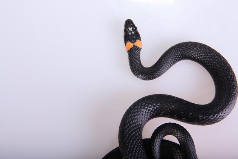 Free stock image of Snake created by 2happy