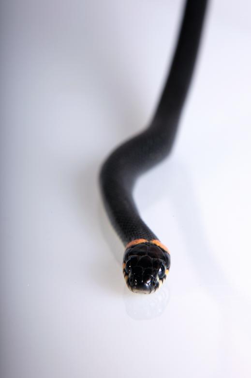Free stock image of Snake created by 2happy