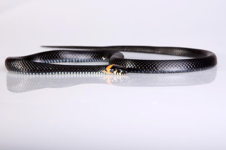 Free stock image of Snake created by 2happy