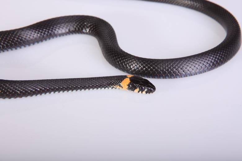 Free stock image of Snake created by 2happy