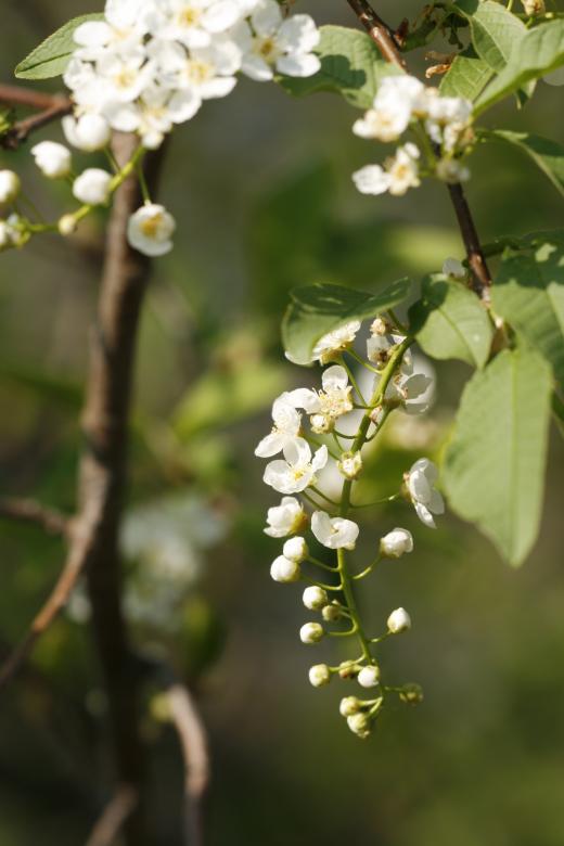 Free stock image of White flowers created by 2happy