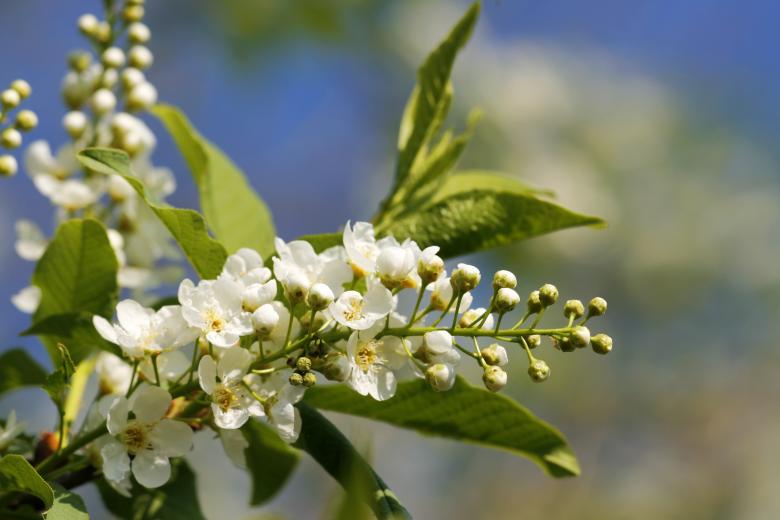 Free stock image of White flowers created by 2happy