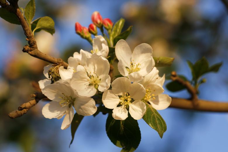 Free stock image of White Flowers created by 2happy