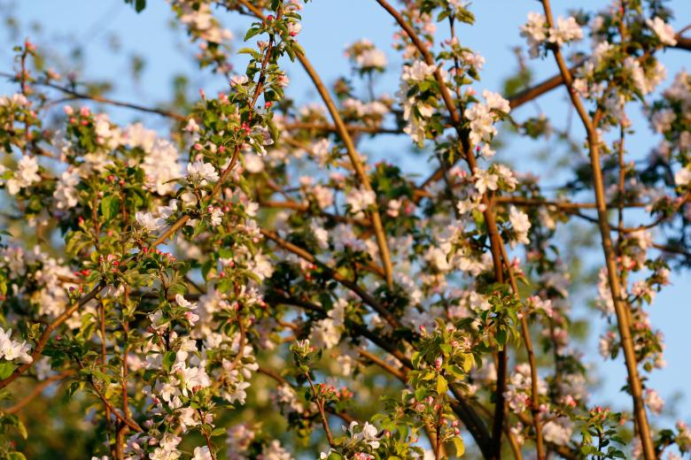 Free stock image of Flowers created by 2happy