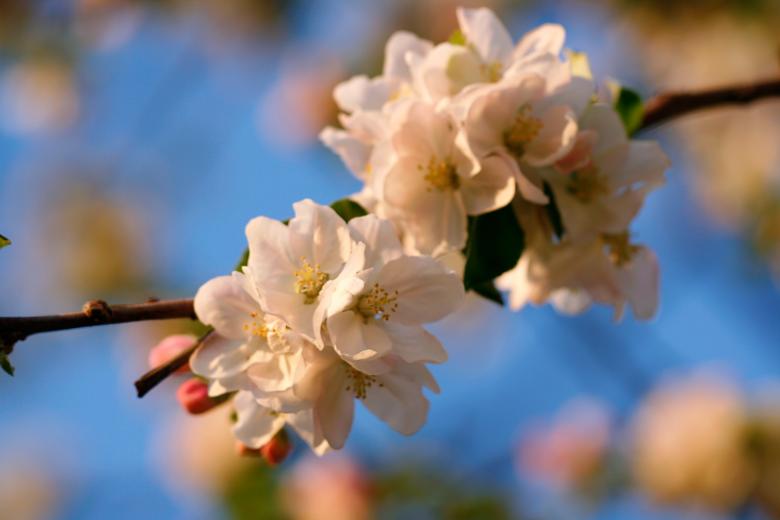 Free stock image of White Flowers created by 2happy
