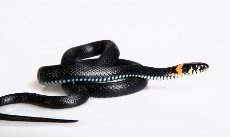 Free stock image of Snake created by 2happy