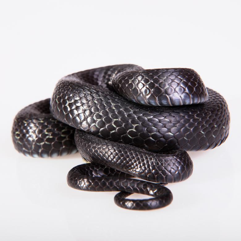 Free stock image of Snake created by 2happy
