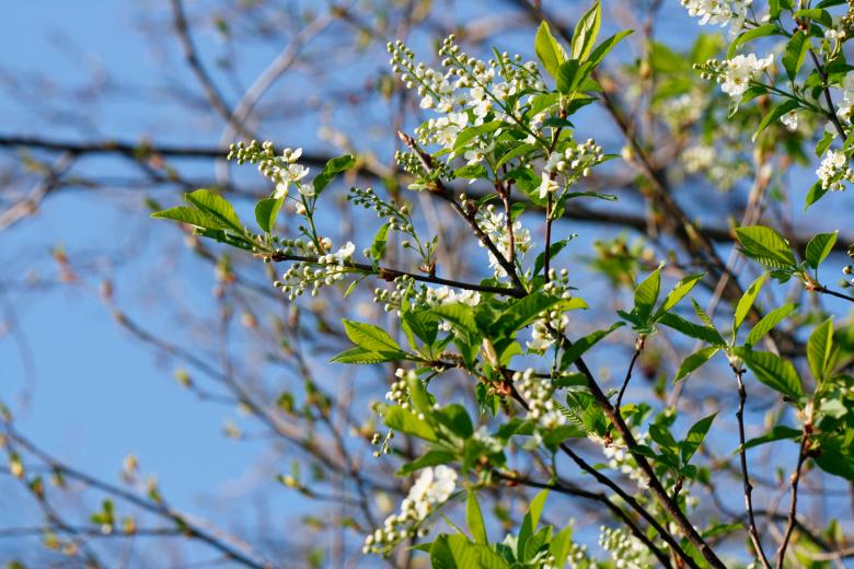 Free stock image of flowers created by 2happy