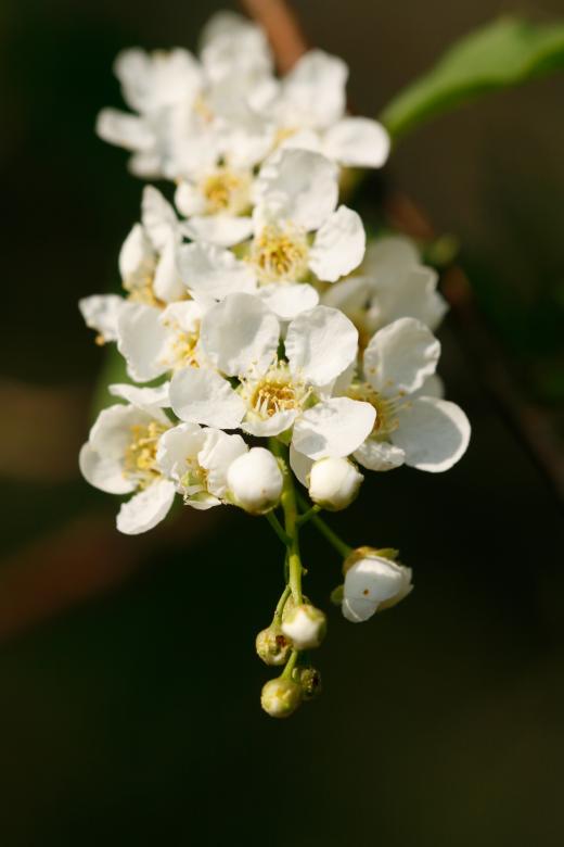 Free stock image of flowers created by 2happy