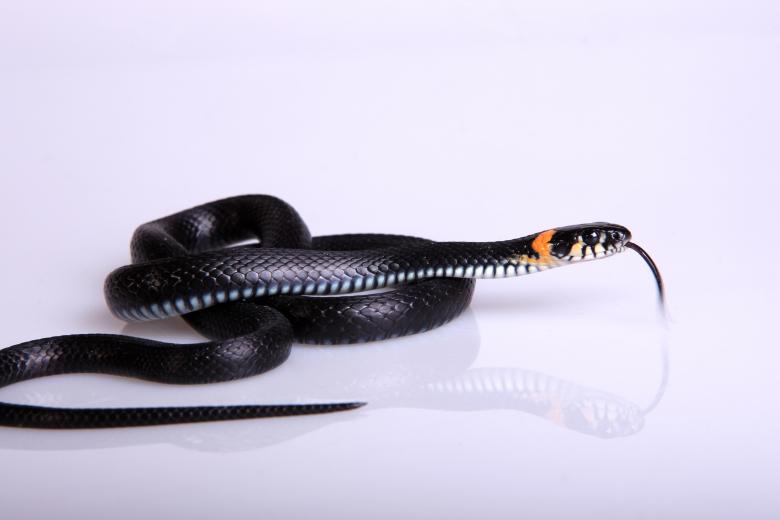 Free stock image of snake created by 2happy