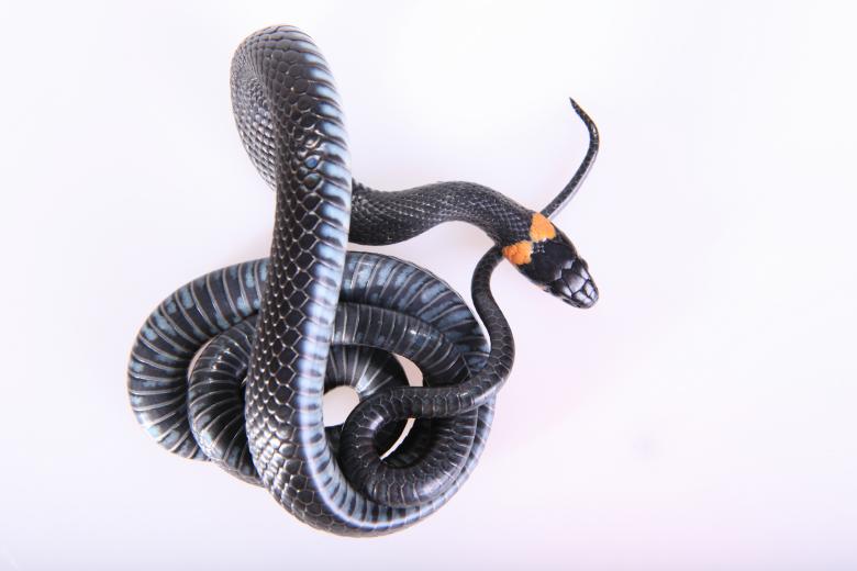 Free stock image of snake created by 2happy