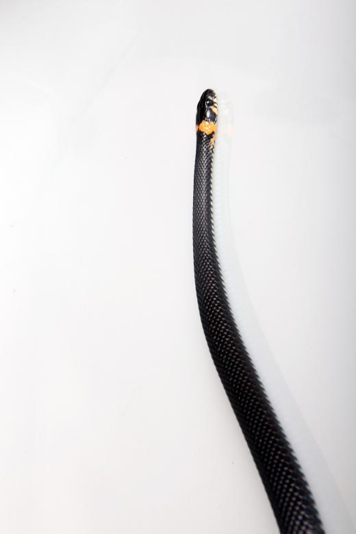 Free stock image of snake created by 2happy
