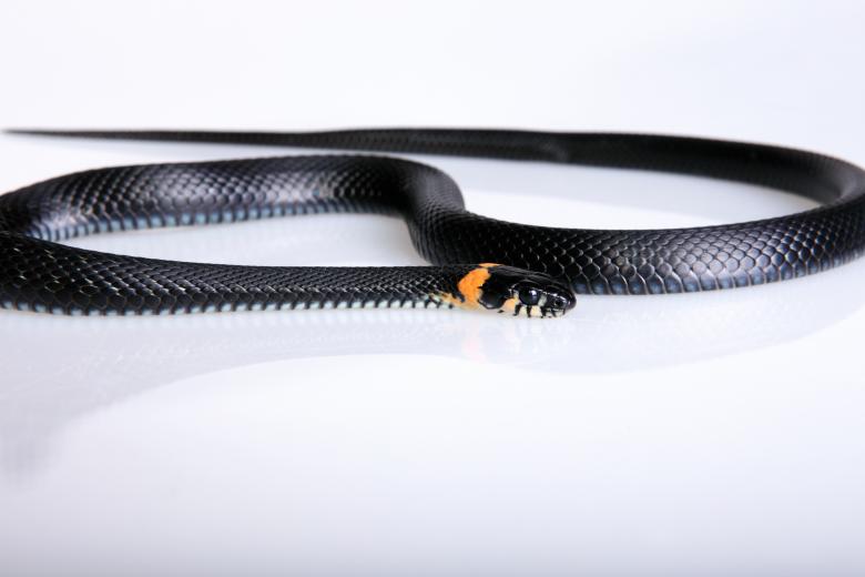 Free stock image of snake created by 2happy