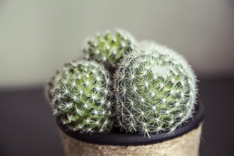 Free stock image of Cactus in a handmade pot created by Mili Vigerova