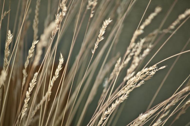 Free stock image of Stalks in the wind created by Mili Vigerova