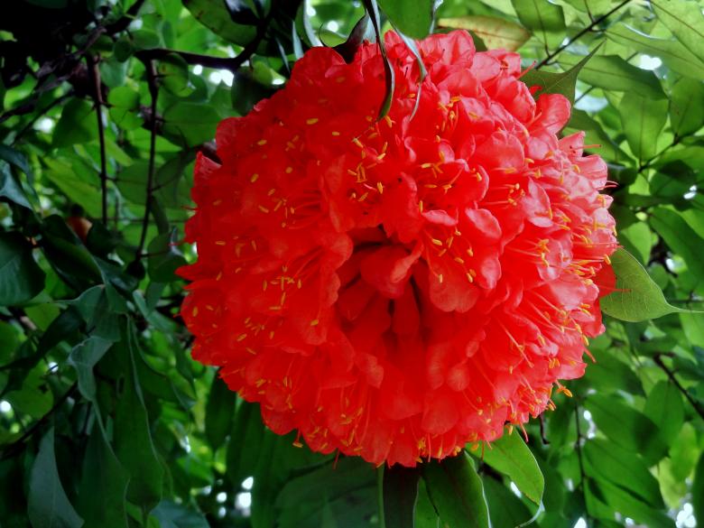 Free stock image of Big Red Flower created by Anuraj R V