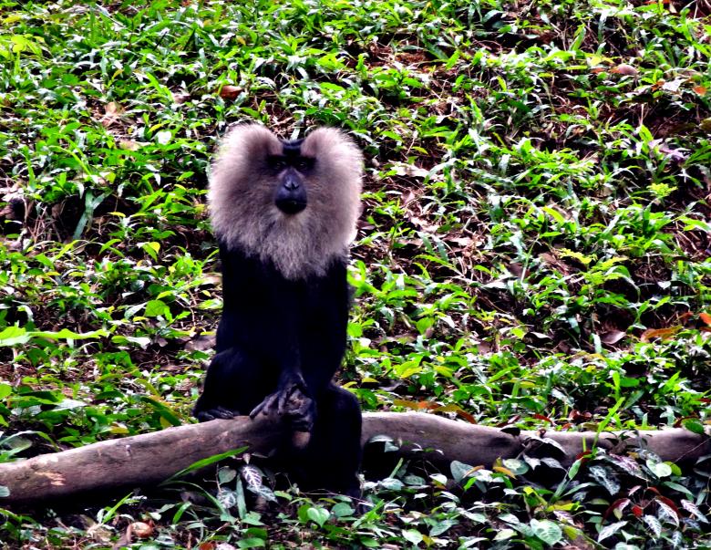 Free stock image of Lion-tailed macaque created by Anuraj R V