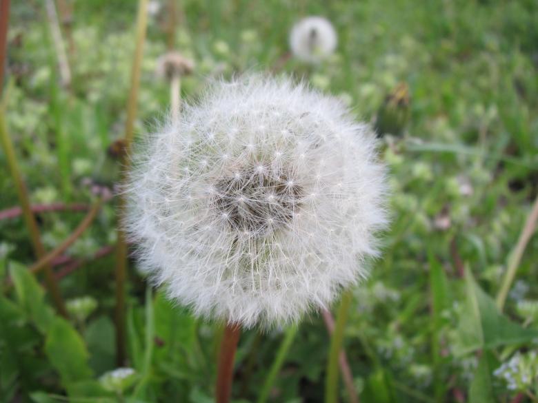 Free stock image of Dandelion flower created by Boris Kyurkchiev