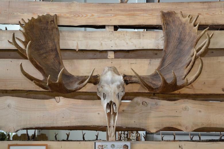 Free stock image of Moose trophy antlers created by Tomas Adomaitis